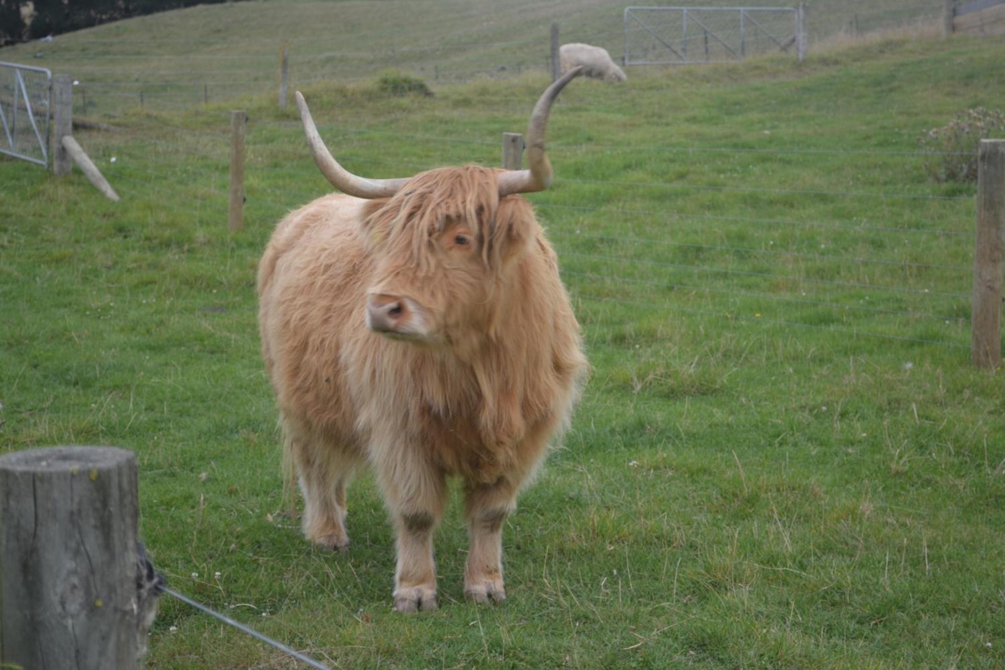 Highlands On Homestead Oamaru Dış mekan fotoğraf